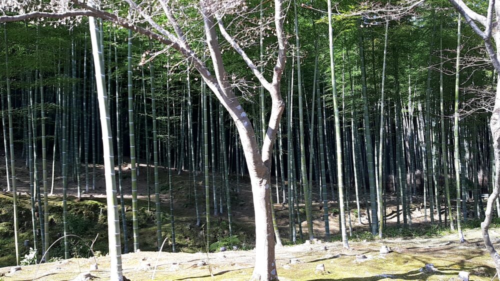 翠嵐ラグジュアリーコレクションホテル京都の周辺散策で竹林を発見